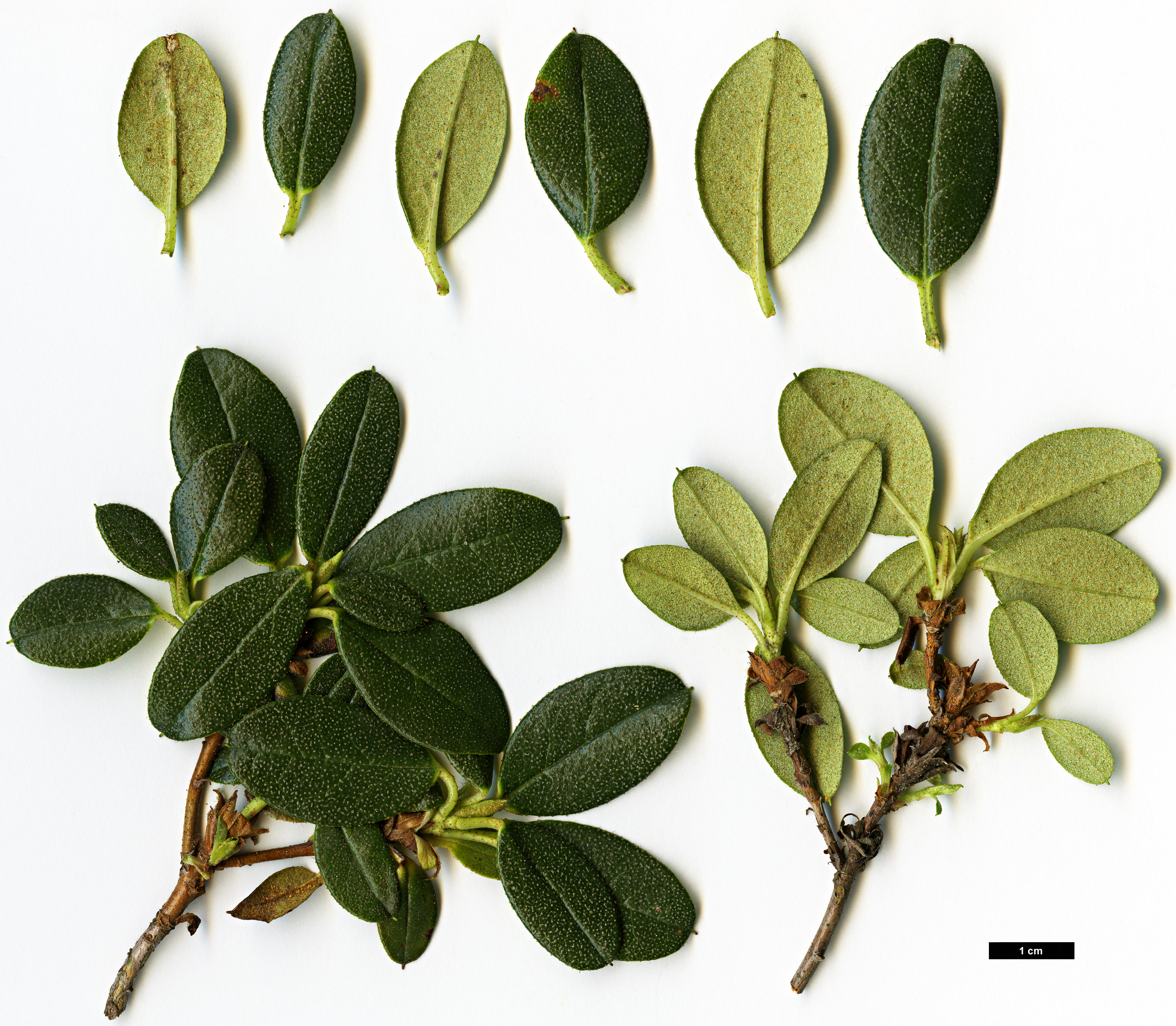 High resolution image: Family: Ericaceae - Genus: Rhododendron - Taxon: cephalanthum - SpeciesSub: subsp. cephalanthum Crebreflorum Group